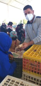 Entrega de gallinas ponedoras
